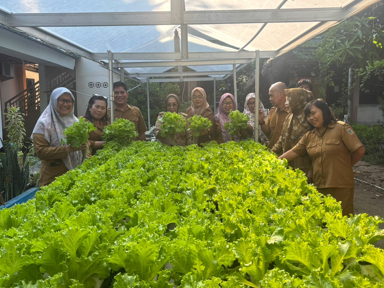 Kepala Dinas Pangan Tinjau dan Panen Selada di Halaman Kantor Dinas Pangan